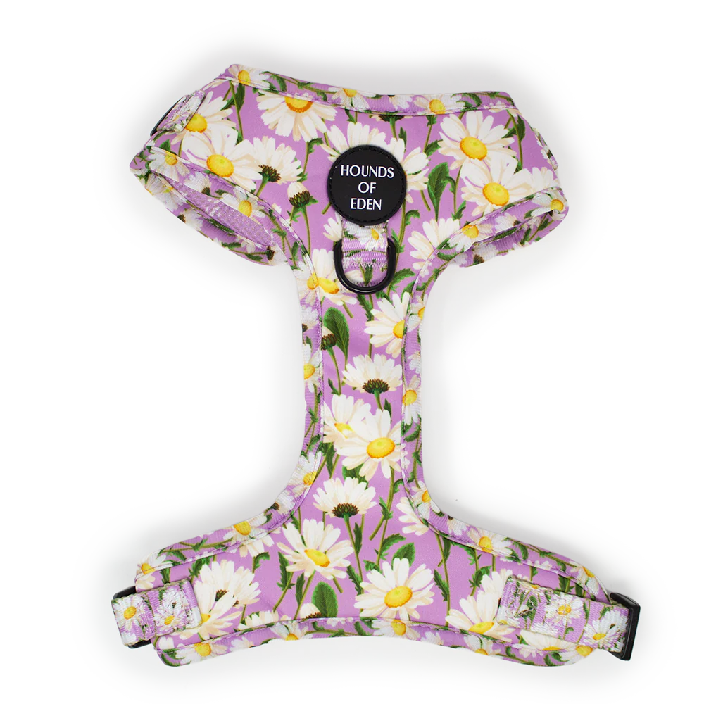 Dog Harnesses, Collars & Leads